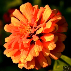 Zinnia